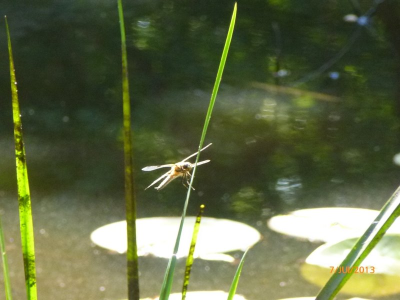 Libellula quadrimaculata Libellule à quatre taches